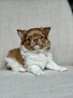 Max - blue eyes , a male Chihuahua for sale in Beaumont, TX – 3 of 7