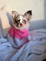 Blair , a female Chihuahua for sale in Beaumont, TX – 3 of 7