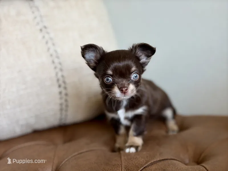 Astro – Chihuahua puppy for sale in Beaumont, TX
