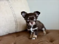 Astro, a  Chihuahua for sale in Beaumont, TX – 1 of 5
