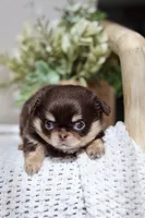 AKC Flash , a male Chihuahua for sale in Beaumont, TX – 9 of 9