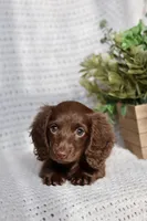 AKC Shasta, a female Miniature Dachshund for sale in Beaumont, TX – 10 of 10
