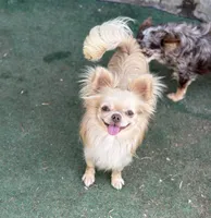 Blondie, a female Chihuahua for sale in Beaumont, TX – 2 of 4