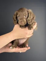 Shasta, a female Miniature Dachshund for sale in Beaumont, TX – 2 of 3