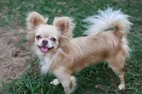 Blondie, a female Chihuahua for sale in Beaumont, TX – 3 of 4