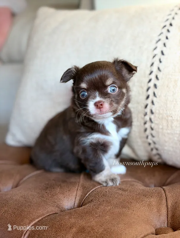 Scout – Chihuahua puppy for sale in Beaumont, TX
