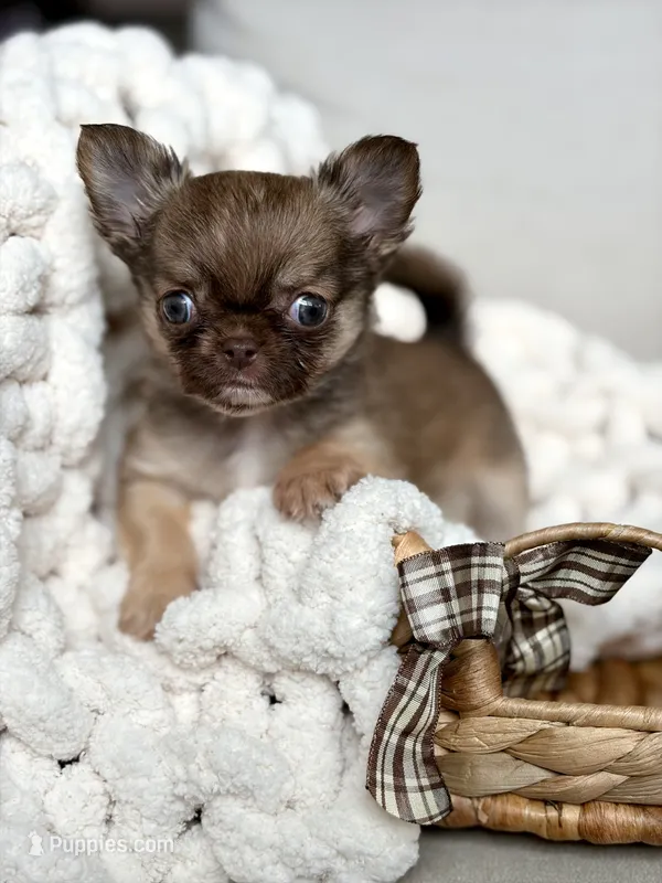 Anastasia - Tiny  – Chihuahua puppy for sale in Beaumont, TX
