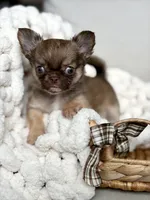 Anastasia - Tiny , a female Chihuahua for sale in Beaumont, TX – 1 of 7