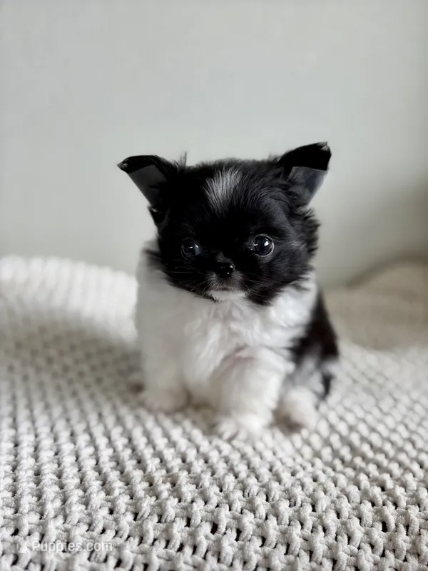 Mighty – Chihuahua puppy for sale in Beaumont, TX