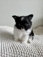 Mighty, a male Chihuahua for sale in Beaumont, TX – 1 of 5