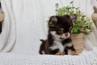 IMPORT AKC Rory, a male Chihuahua for sale in Beaumont, TX – 4 of 6