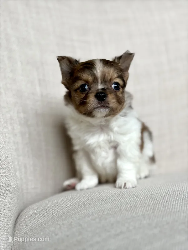 Milo – Chihuahua puppy for sale in Beaumont, TX