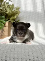 Blue , a male Chihuahua for sale in Beaumont, TX – 4 of 8