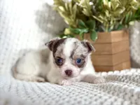 Rosie , a female Chihuahua for sale in Beaumont, TX – 2 of 10