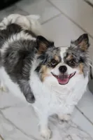 Hazel , a female Chihuahua for sale in Beaumont, TX – 5 of 7