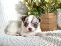 Rosie , a female Chihuahua for sale in Beaumont, TX – 8 of 10