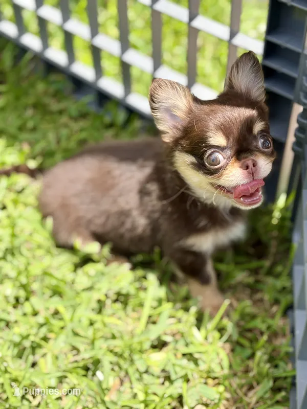 IMPORT Flash  – Chihuahua puppy for sale in Beaumont, TX