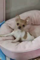 Dash, a male Chihuahua for sale in Fannett, TX – Photo 2 of 3