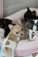 Dash, a male Chihuahua for sale in Fannett, TX – Photo 3 of 3