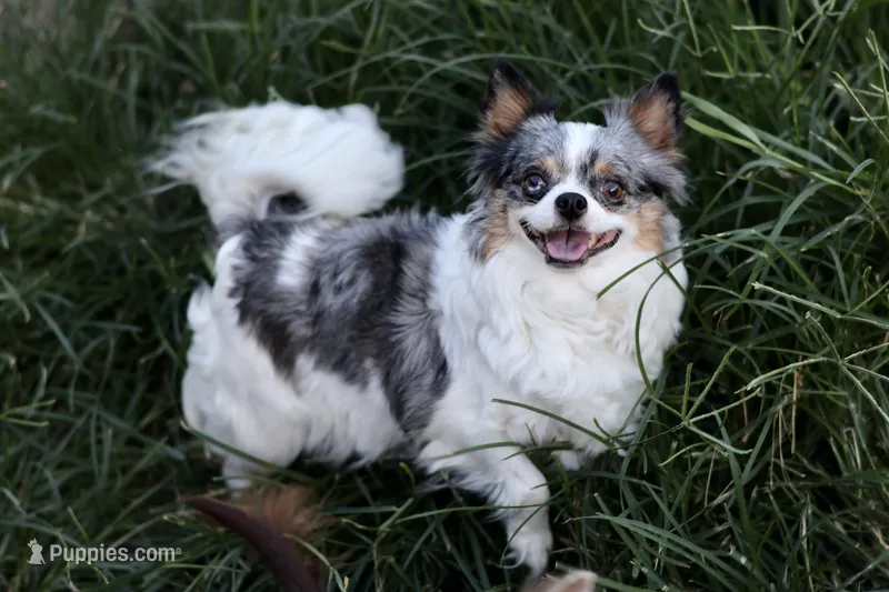 Hazel  – Chihuahua puppy for sale in Beaumont, TX