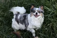 Hazel , a female Chihuahua for sale in Beaumont, TX – 1 of 7
