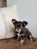 Astro, a  Chihuahua for sale in Beaumont, TX – 2 of 5