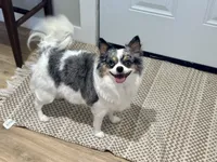 Hazel , a female Chihuahua for sale in Beaumont, TX – 6 of 7