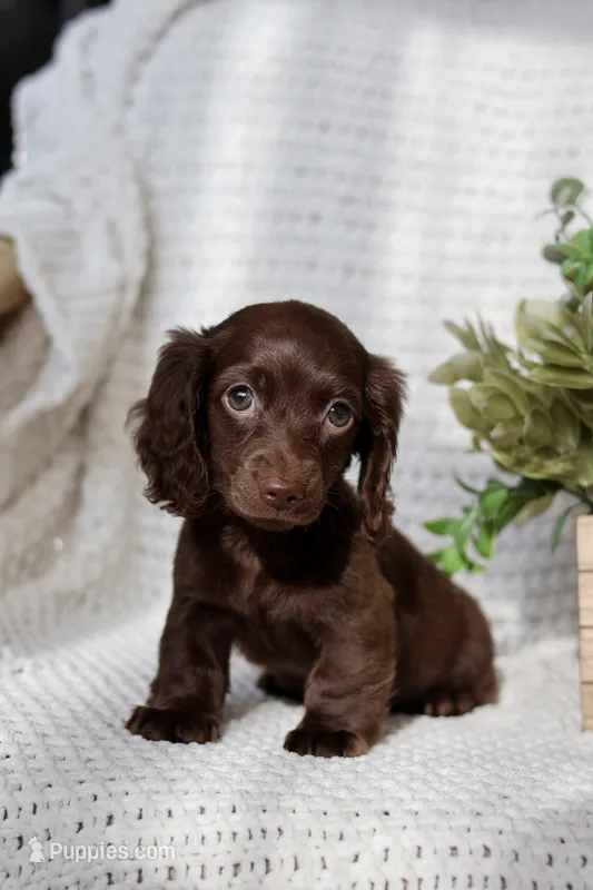 Aria  – Miniature Dachshund puppy for sale in Beaumont, TX