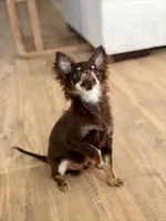AKC - Rocky , a male Chihuahua for sale in Beaumont, TX – 7 of 8
