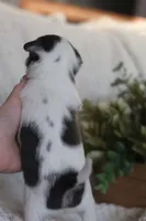 AKC Gamora , a female Chihuahua for sale in Beaumont, TX – 5 of 7