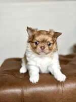 Max - blue eyes , a male Chihuahua for sale in Beaumont, TX – 1 of 7