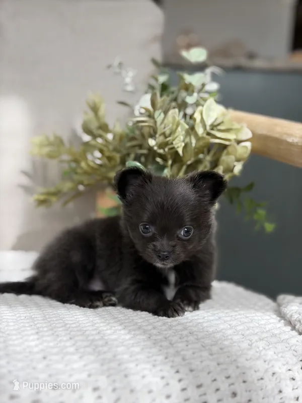 AKC Bowie – Chihuahua puppy for sale in Beaumont, TX