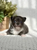 Blue , a male Chihuahua for sale in Beaumont, TX – 5 of 8