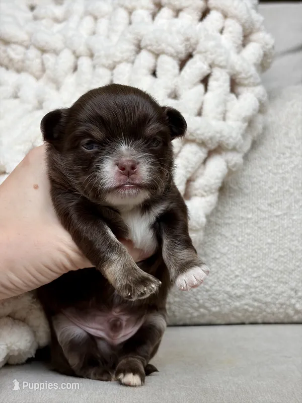 Scout – Chihuahua puppy for sale in Beaumont, TX