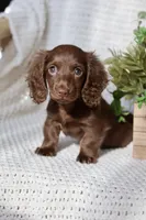 AKC Shasta, a female Miniature Dachshund for sale in Beaumont, TX – 5 of 10