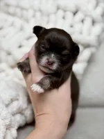 Scout, a male Chihuahua for sale in Beaumont, TX – 3 of 5