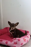 Casey , a female Chihuahua for sale in Fannett, TX – Photo 4 of 8