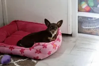 Casey , a female Chihuahua for sale in Fannett, TX – Photo 3 of 8