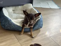 Casey , a female Chihuahua for sale in Beaumont, TX – Photo 2 of 2