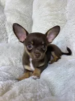 Casey , a female Chihuahua for sale in Fannett, TX – Photo 8 of 8