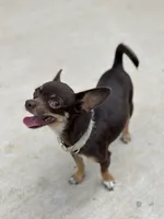 Casey , a female Chihuahua for sale in Fannett, TX – Photo 1 of 8