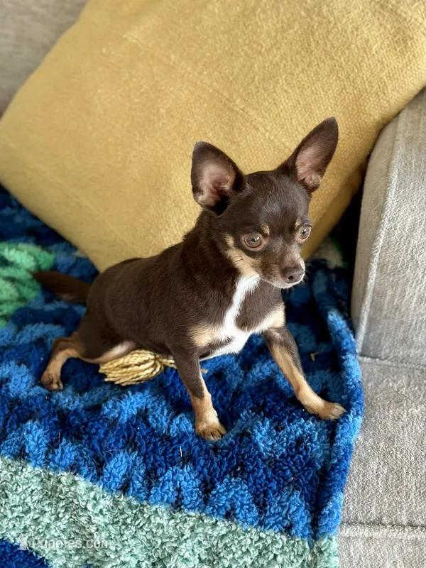 Casey  – Chihuahua puppy for sale in Fannett, TX