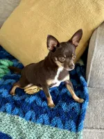 Casey , a female Chihuahua for sale in Beaumont, TX – Photo 1 of 2