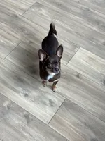 Casey , a female Chihuahua for sale in Fannett, TX – Photo 5 of 8