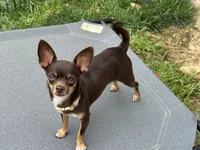 Casey , a female Chihuahua for sale in Fannett, TX – Photo 6 of 8