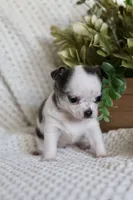 AKC Gamora , a female Chihuahua for sale in Beaumont, TX – 6 of 7