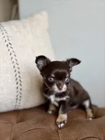 Astro, a  Chihuahua for sale in Beaumont, TX – 3 of 5