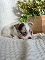 Rosie , a female Chihuahua for sale in Beaumont, TX – 6 of 10