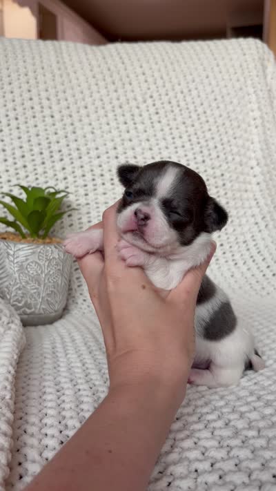 Drax, a male Chihuahua for sale in Beaumont, TX – 6 of 6
