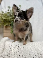 Daisy , a female Chihuahua for sale in Beaumont, TX – 2 of 3